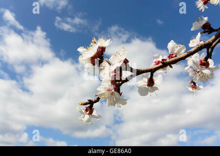 Spitz an der Donau: fioritura albicocco tree Marille, Austria, Niederösterreich, Bassa Austria Wachau Foto Stock