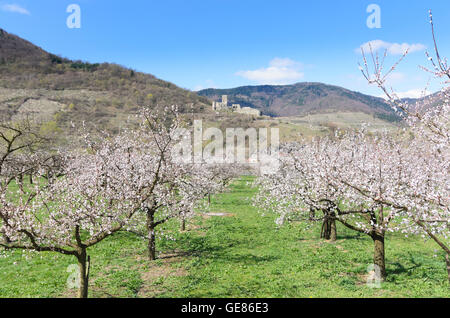 Spitz an der Donau: fioritura albicocco, Hinterhaus Castello, Austria, Niederösterreich, Bassa Austria Wachau Foto Stock