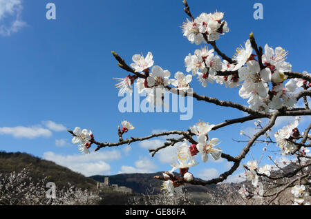 Spitz an der Donau: fioritura albicocco, Hinterhaus Castello, Austria, Niederösterreich, Bassa Austria Wachau Foto Stock