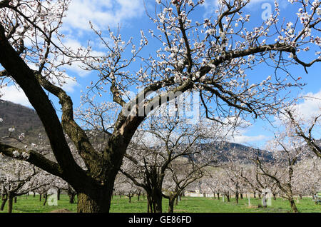 Spitz an der Donau: fioritura albicocco, Hinterhaus Castello, Austria, Niederösterreich, Bassa Austria Wachau Foto Stock