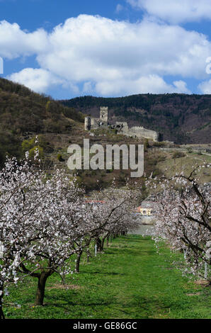 Spitz an der Donau: fioritura albicocco, Hinterhaus Castello, Austria, Niederösterreich, Bassa Austria Wachau Foto Stock