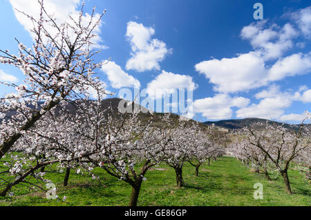 Spitz an der Donau: fioritura albicocco, Hinterhaus Castello, Austria, Niederösterreich, Bassa Austria Wachau Foto Stock