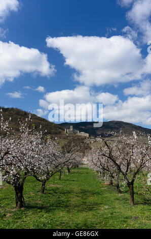 Spitz an der Donau: fioritura albicocco, Hinterhaus Castello, Austria, Niederösterreich, Bassa Austria Wachau Foto Stock