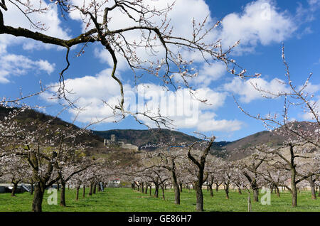 Spitz an der Donau: fioritura albicocco, Hinterhaus Castello, Austria, Niederösterreich, Bassa Austria Wachau Foto Stock