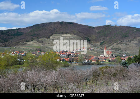 Weißenkirchen in der Wachau: fioritura albicocco , il Danubio e Weißenkirchen, Austria, Niederösterreich, Austria inferiore, Foto Stock