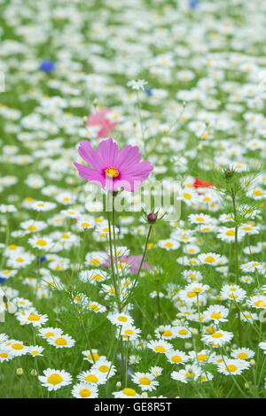 Cosmos bipinnatus e Anthemis arvense / Mais camomilla fiori in un prato di fiori selvaggi Foto Stock