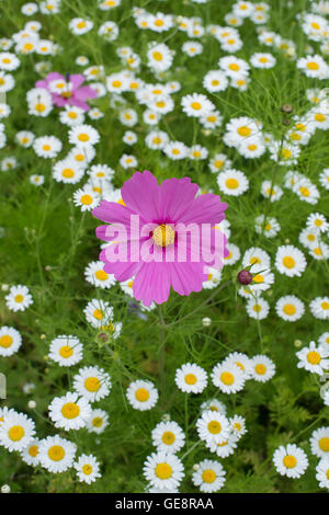 Cosmos bipinnatus e Anthemis arvense / Mais camomilla fiori in un prato di fiori selvaggi Foto Stock