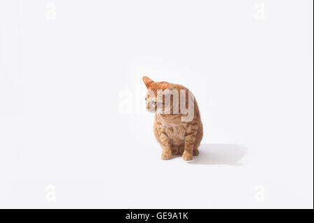 Carino Tabby cat guardando curioso contro alta sfondo chiave Foto Stock