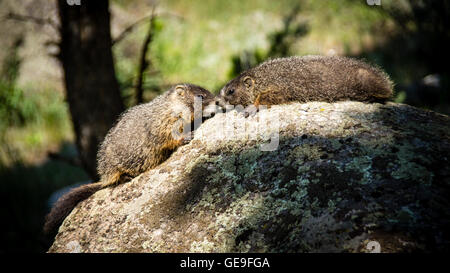 A becco giallo marmotta (Marmota flaviventris) sfregamento dei nasi su una roccia a Yellowstone. Foto Stock