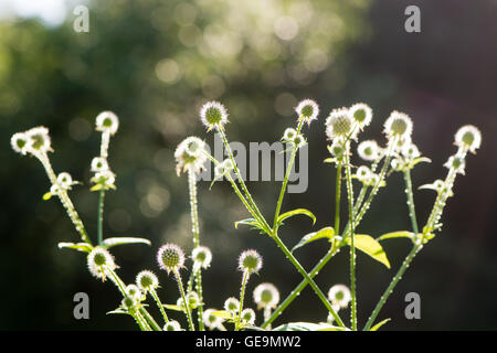 Piccola (teasel Dipsacus pilosus) fiori in bud. Flowerheads retroilluminati da luce del sole sulla pianta di fico d'india nella famiglia Dipsaceae Foto Stock