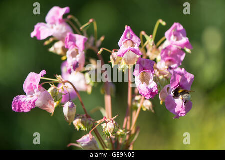 Sorprendente fiori rosa su questo impianto in famiglia Balsaminaceae, con bumblebee nectaring Foto Stock