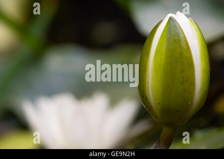 Ninfea Bianca (Nymphaea alba) bud. Fiore non aperti del giglio acquatico in famiglia Nymphaeaceae, con fiore aperto in background Foto Stock