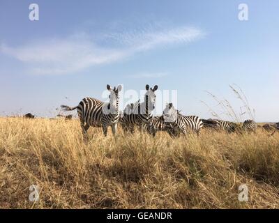 Nairobi, in Kenya. Il 24 luglio, 2016. Zebre sono visti al Masai Mara riserva nazionale, Kenya, luglio 24, 2016. Il Masai Mara National Reserve, popolarmente noto come in Africa la più grande riserva faunistica, è una grande attrazione turistica centro come esso offre ai visitatori la possibilità di osservare l'Africa "Cinque Grandi": leoni, ghepardi, elefanti, bufali e rinoceronti. © Pan Siwei/Xinhua/Alamy Live News Foto Stock