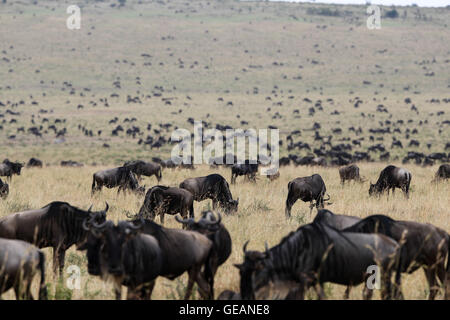 Nairobi, in Kenya. 23 Luglio, 2016. Wildebeests pascolano a Masai Mara riserva nazionale, Kenya, luglio 23, 2016. Il Masai Mara National Reserve, popolarmente noto come in Africa la più grande riserva faunistica, è una grande attrazione turistica centro come esso offre ai visitatori la possibilità di osservare l'Africa "Cinque Grandi": leoni, ghepardi, elefanti, bufali e rinoceronti. © Pan Siwei/Xinhua/Alamy Live News Foto Stock