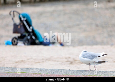 Llandudno, Wales, Regno Unito. Il 25 luglio 2016. Regno Unito - Previsioni del tempo - Un giorno nuvoloso con al di sotto di temperature medie come la stazione balneare di Llandudno, il Galles del Nord. Un gabbiano e padre sia di dormire sul lungomare Foto Stock