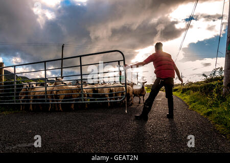 Ardara, County Donegal, Irlanda meteo. Il 25 luglio 2016. Azienda Agricola Le mani muovendo le pecore e gli agnelli al pascolo di nuovo su un soleggiato della sera dopo la pioggia sulla costa ovest. Foto di:Richard Wayman Credito: Richard Wayman/Alamy Live News Foto Stock