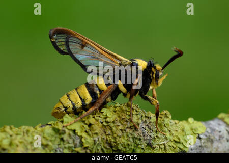 Hornet Clearwing sul ramo Foto Stock