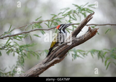 Nero Picchio Rumped Foto Stock