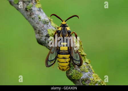 Hornet Clearwing sul ramo Foto Stock