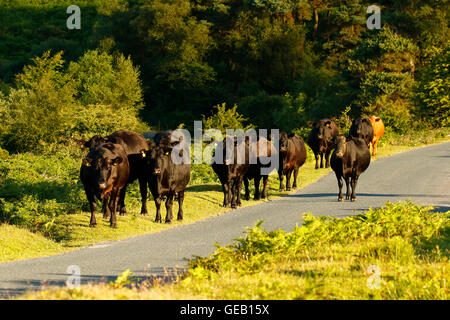 Felice alla mandria di vacche in Dartmoor campagna godendo della libertà della vita rurale Foto Stock