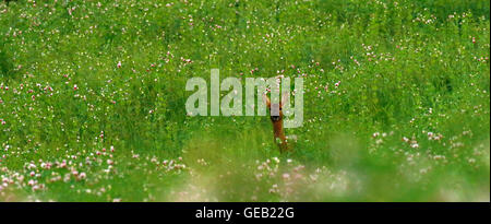 Bellissime foto di un Roe doe, una femmina di capriolo in un campo di fioritura di piselli e orzo. Questo raccolto è cresciuto per l'alimentazione di bestiame Foto Stock