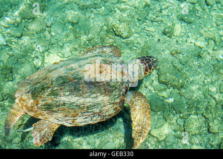 Mare caretta Turtle-Caretta , nuotare nella baia di Kastellorizo Foto Stock