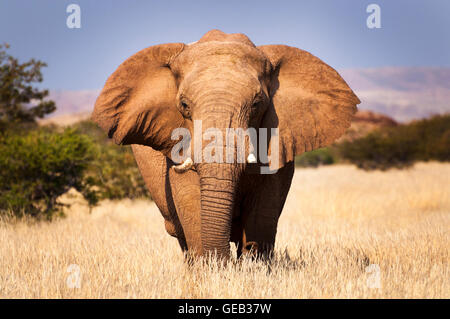 L'elefante nella savana, in Namibia, Africa, concetto per i viaggi in Africa e Safari Foto Stock