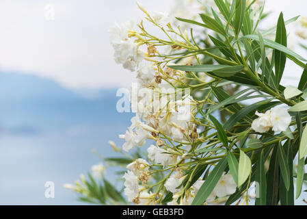 Immagine ravvicinata di bellissimi fiori bianchi Foto Stock