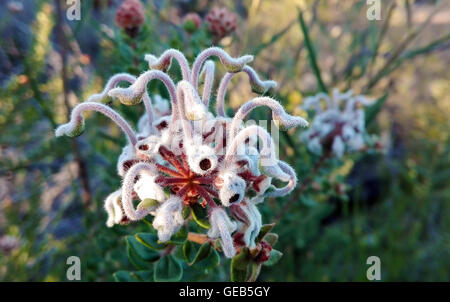 Grevillea buxifolia (Gray Spider flower o box-lasciava Grevillea) nel Royal National Park, New South Wales, Australia Foto Stock