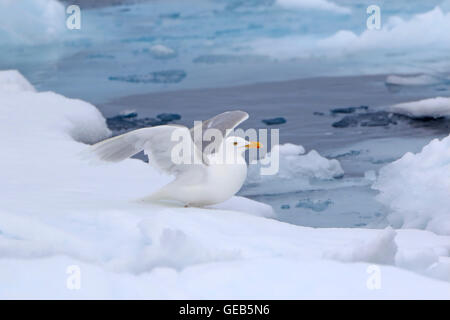 Adulto Glaucous Gull decollare da un glaçon nell'Artico Foto Stock