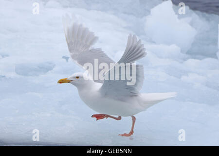 Adulto Glaucous Gull decollare da un glaçon nell'Artico Foto Stock