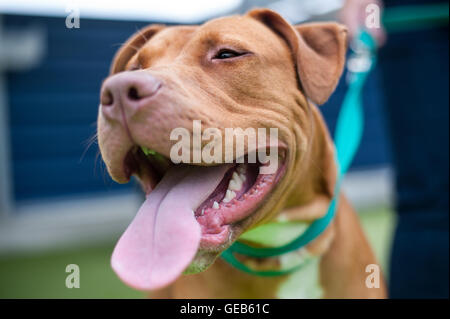 Un terrier di 18 mesi di Pit Bull di nome Francis, descritto da Battersea Dogs and Cats Home come amichevole e sano, che è impostato per essere messo giù il martedì secondo i requisiti del Dangs Act 1991 pericoloso Foto Stock