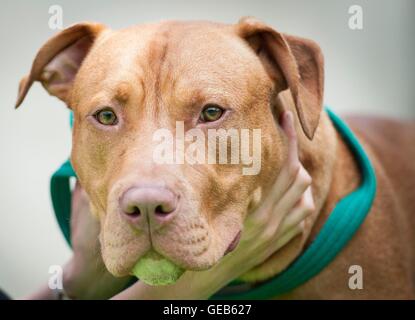 È sotto embargo per 0001 Lunedì 25 Luglio un 18-mese-vecchio Pit Bull terrier di nome Francesco, descritto da Battersea cani e gatti Casa come cordiale e sani che è impostata in modo da essere messo giù il martedì a seconda delle esigenze dei cani pericolosi Act del 1991. Foto Stock