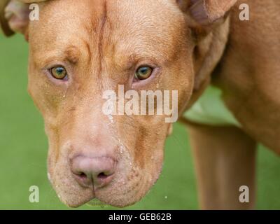 Un terrier di 18 mesi di Pit Bull di nome Francis, descritto da Battersea Dogs and Cats Home come amichevole e sano, che è impostato per essere messo giù il martedì secondo i requisiti del Dangs Act 1991 pericoloso Foto Stock