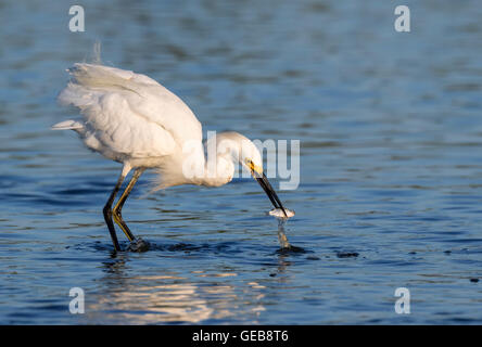 Snowy garzetta (Egretta thuja) pesca nella palude di marea, Galveston, Texas, Stati Uniti d'America. Foto Stock