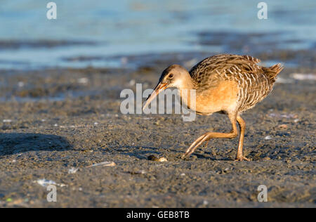 Battaglio rampa (Rallus crepitans) in cerca di cibo a bordo fangoso della palude di marea, Galveston, Texas, Stati Uniti d'America. Foto Stock