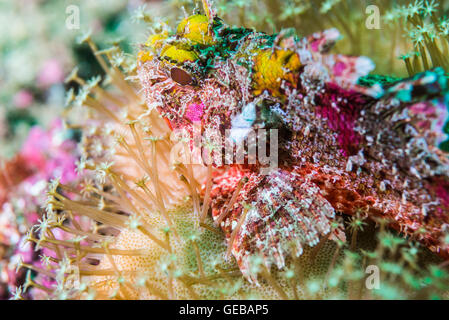 Un variopinto pesce sulla coral come un giardino fiorito. Profondità 20m Foto Stock