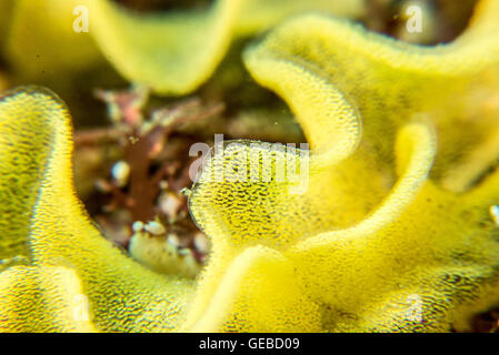 Uovo di massa nudibranch. Uno per uno giallo particelle diventano nudibranch. Profondità 12m Foto Stock