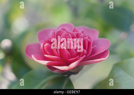 Japanese camellia fiore rosa su una bussola closeup Foto Stock