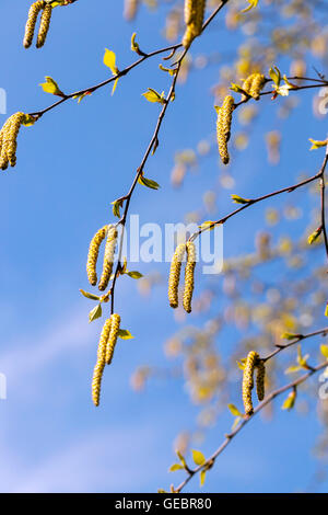 Di betulle in primavera Foto Stock