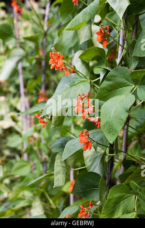 Phaseolus coccineus. Runner Bean fiori. Foto Stock