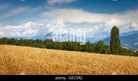 Wheatfield e Grand Morgon gamma della montagna in estate nel Sud delle Alpi Francesi,(Hautes Alpes) Francia France Foto Stock