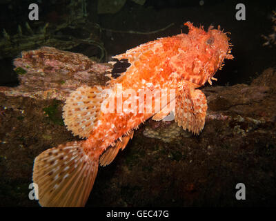 Red Scorfani (Scorpaena scrofa) Foto Stock