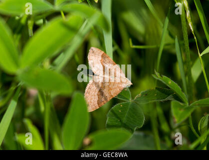 Ombreggiato ampio bar falena su foglie Foto Stock