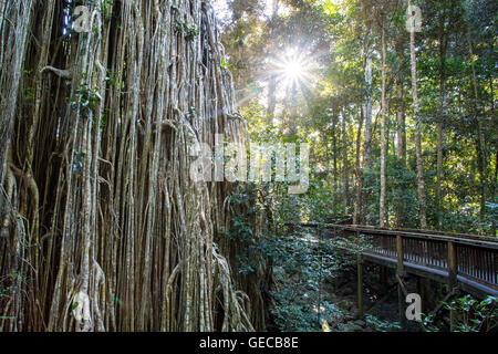 Il celebre sipario Fig Tree vicino Yungabarra nell'altopiano di Atherton, Queensland, Australia Foto Stock
