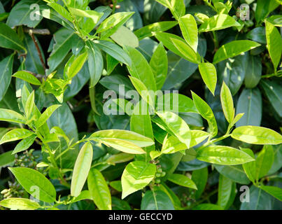 Full frame sullo sfondo di vegetazione che mostra un sacco di fresco verde cherry foglie di alloro Foto Stock