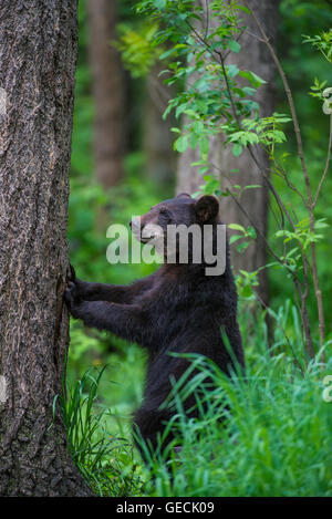 Black Bear yearling Urus americanus, artigliando tronco di albero, America del Nord Foto Stock