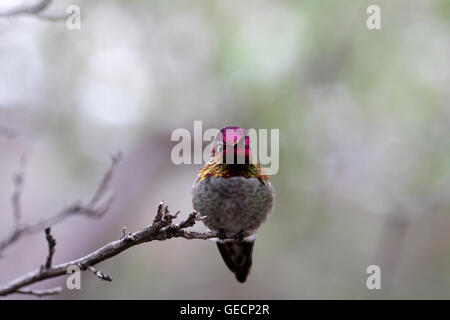 Anna (hummingbird Calypte anna) Foto Stock