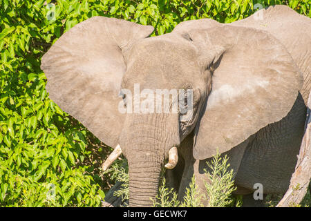 Lone bull elephant in piedi mediante una struttura ad albero Foto Stock