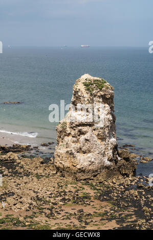 Stack di mare con Kittiwake nesting, Marsden, Tyne and Wear, England, Regno Unito Foto Stock